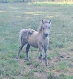 Vins v. Bergeno valk shetland mini hengstveulentje, Dieren en Toebehoren, Pony's, Hengst, Niet van toepassing, Gechipt, 0 tot 2 jaar