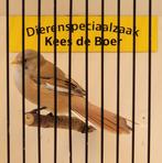Baardman pop, Dieren en Toebehoren, Vogels | Overige Vogels, Vrouwelijk, Tropenvogel, Geringd