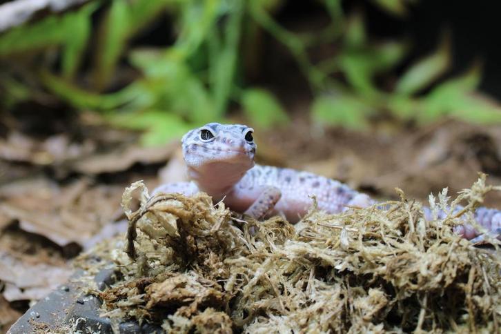 Luipaardgekko (Eublepharis macularius)