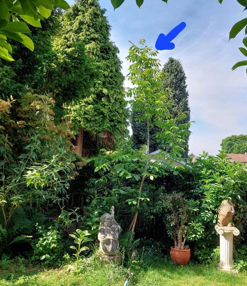 walnotenboom gratis, Tuin en Terras, Planten | Bomen, Overige soorten, Ophalen
