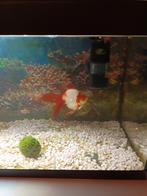 Sluierstaart, Dieren en Toebehoren, Vissen | Aquariumvissen, Vis, Zoetwatervis