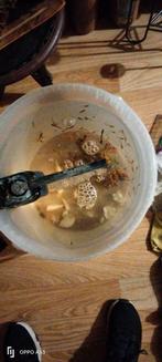 Guppy's te koop wegens lekkage aquarium  twee schoonmakers e, Ophalen