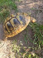 Griekse landschildpad, Dieren en Toebehoren, Reptielen en Amfibieën, Schildpad, 3 tot 6 jaar