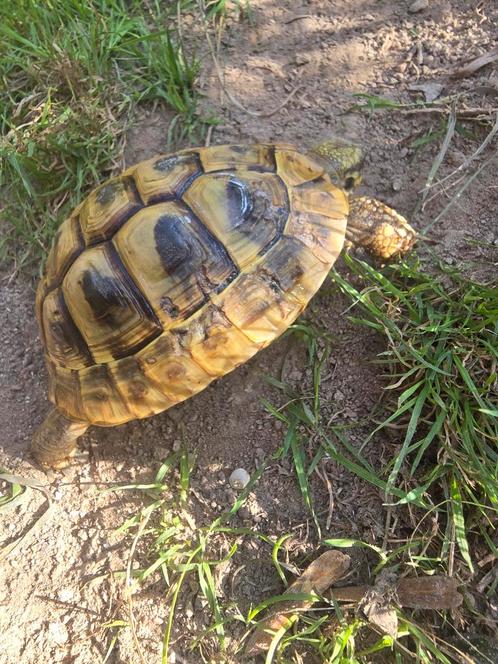 Griekse landschildpad, Dieren en Toebehoren, Reptielen en Amfibieën, Schildpad, 3 tot 6 jaar