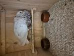 Gadotano duif, Vrouwelijk, Tropenvogel