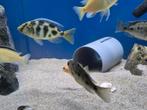 Malawi Nimbochromis venustus vrouw, Dieren en Toebehoren, Vis