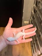 1.0 diablo blanco luipaardgekko, Dieren en Toebehoren, Hagedis, 0 tot 2 jaar
