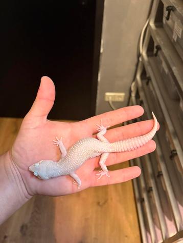 1.0 diablo blanco luipaardgekko beschikbaar voor biedingen