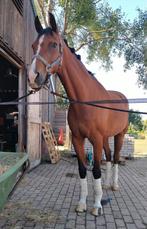 Bijrijder Gezocht Dressuur, Ophalen, Nieuw, Dressuur