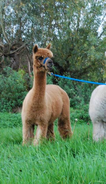 2 alpaca merries  AAB geregistreerd 2 en 7 jaar beschikbaar voor biedingen