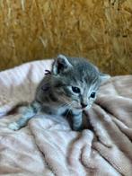 Kittens boeren nestje, Dieren en Toebehoren, Katten en Kittens | Overige Katten, Meerdere dieren, Kortharig, 0 tot 2 jaar