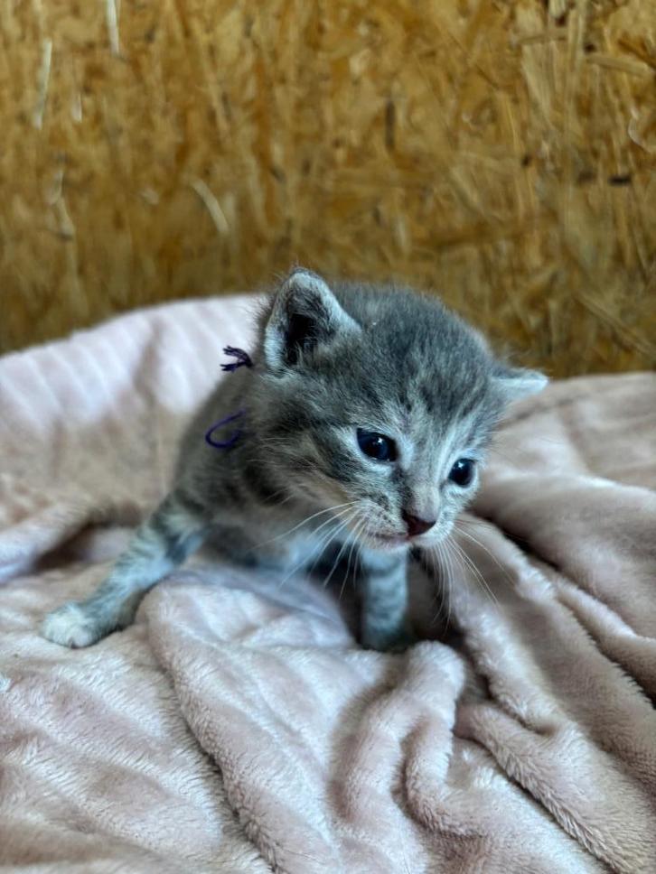 Kittens boeren nestje, Dieren en Toebehoren, Katten en Kittens | Overige Katten, Kortharig, Meerdere dieren, 0 tot 2 jaar
