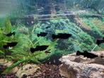Black mollies jongvolwassen 4 voor 5 euro, Dieren en Toebehoren, Vis