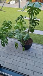 Grote Monstera plant 92 cm(zonder pot gemeten), Ophalen, Bloeit niet, Overige soorten, Volle zon