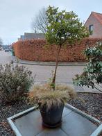 Viburnum in pot, Vaste plant, Halfschaduw, Winter, Ophalen
