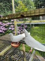 Koppel Memeler hoogvliegers, Dieren en Toebehoren, Vogels | Duiven, Meerdere dieren