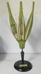 antiek botanisch model van rogge Osterloh 1AB, Verzenden