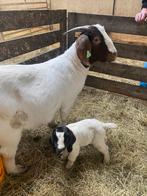 Boergeiten, Vrouwelijk, 0 tot 2 jaar, Geit