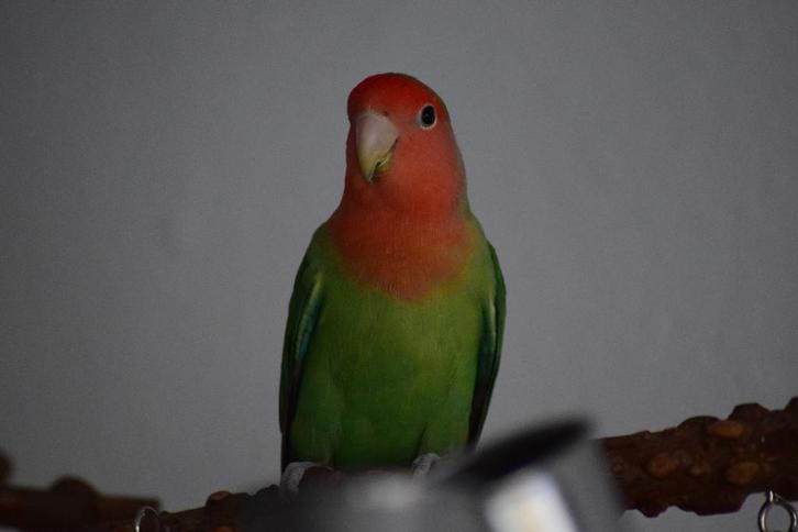 Agapornis Roseicollis (koppel), Dieren en Toebehoren, Vogels | Parkieten en Papegaaien, Dwergpapegaai of Agapornis, Meerdere dieren
