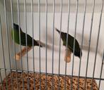 koppel driekleur-papegaaiamedines, Meerdere dieren, Tropenvogel, Geringd