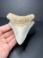 Megalodon haaientand 10,3 cm Indonesie, Ophalen of Verzenden, Fossiel