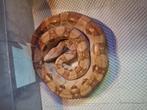 Boa constrictor, Dieren en Toebehoren, Reptielen en Amfibieën, Slang, 0 tot 2 jaar
