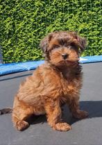Schattige hypoallergene mini pups, Dieren en Toebehoren, België, Fokker | Hobbymatig, Overige rassen, CDV (hondenziekte)