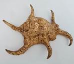 Grote Zeeslak Lambis Chiragra "Spider Conch" 23 cm, Ophalen of Verzenden, Mineraal