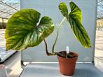 Philodendron plowmanii pot 15, Huis en Inrichting, Kamerplanten, Ophalen of Verzenden