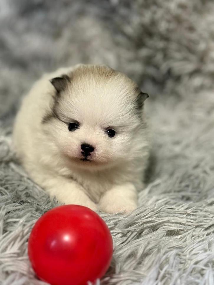 Toy Pomeranian teefje – wit & sable– stamboom + EU‑paspoort, Dieren en Toebehoren, Honden | Poolhonden, Keeshonden en Oertypen