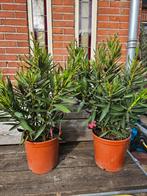Oleanders diverse maten, ook op stam, Overige soorten, Volle zon, Vaste plant, Ophalen of Verzenden