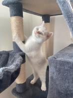 Britse korthaar kittens., Meerdere dieren, Gechipt, 0 tot 2 jaar