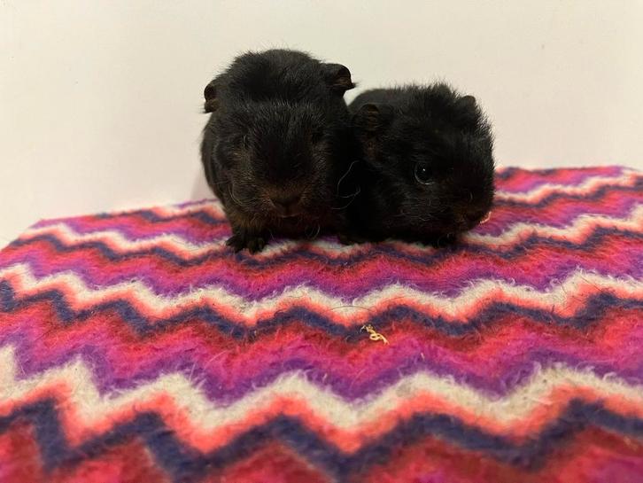 CH-teddy en gladhaar zwart tan cavia beren, Dieren en Toebehoren, Knaagdieren, Mannelijk, Cavia, Oktober, Tam