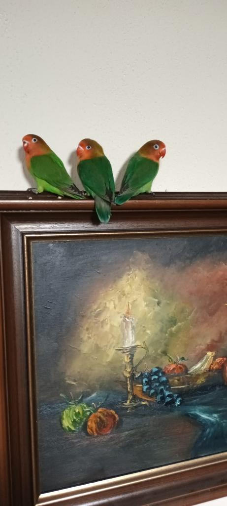 Geel groen rood lieve Dwergpapegaaitjes, Dieren en Toebehoren, Vogels | Duiven, Meerdere dieren