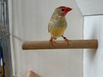 5. Te koop een mooie Binsenastrilde man, Dieren en Toebehoren, Mannelijk, Tropenvogel, Geringd