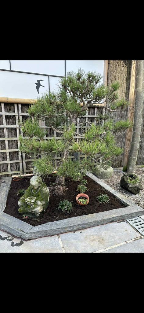 2 grote bonsai, Tuin en Terras, Planten | Bomen, Overige soorten, 100 tot 250 cm, Volle zon, In pot, Ophalen
