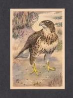 Roofvogel Buizerd (8)., Ophalen of Verzenden, 1960 tot 1980, Vogel