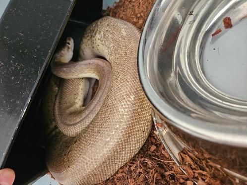 Python regius, Dieren en Toebehoren, Reptielen en Amfibieën, Slang