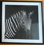 Poster lijst foto zebra 50x50 cm safari Afrika 15e, Huis en Inrichting, Woonaccessoires | Schilderijen, Tekeningen en Foto's, Ophalen of Verzenden