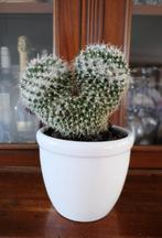 Cactus Mammillaria Karwinskiana, Huis en Inrichting, Kamerplanten, Ophalen, Minder dan 100 cm, Volle zon, In pot