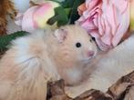 Goudhamster jochie, Dieren en Toebehoren, Knaagdieren, Juni, Mannelijk, Hamster