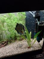 Discus vissen gezocht, Dieren en Toebehoren, Vissen | Vijvervissen, Goudvis(sen)