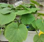 biologische pompoenen planten pompoenplanten, Tuin en Terras, Planten | Tuinplanten, Ophalen, Volle zon, Groenteplanten, Eenjarig
