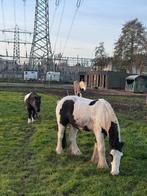 plek vrij voor 1/2 pony’s in soest