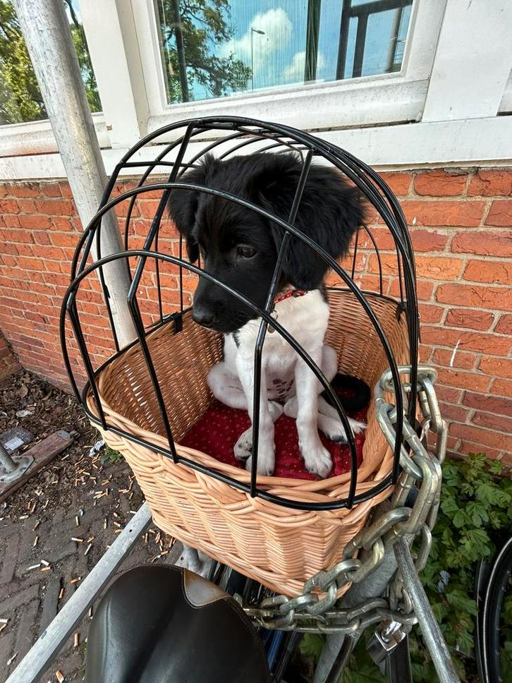 Mooie Etsy hondenmand voor achterop de fiets, Dieren en Toebehoren, Honden-accessoires, Zo goed als nieuw, Ophalen