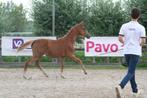 Te koop mooi merrie veulen van Miami uit ster merrie, Dieren en Toebehoren, Paarden, Merrie, Gechipt, Niet van toepassing, Dressuurpaard