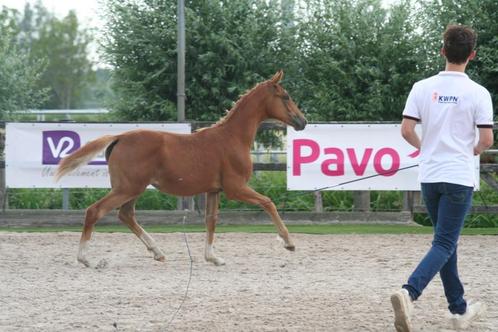 Te koop mooi merrie veulen van Miami uit ster merrie, Dieren en Toebehoren, Paarden, Merrie, Niet van toepassing, 160 tot 165 cm