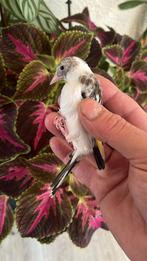 Parva gezond, Dieren en Toebehoren, Vogels | Overige Vogels, Mannelijk