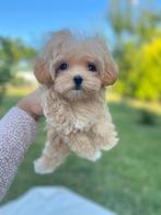 Exclusieve Maltipoo Micro teefjes pups (Maltezer/Toy Poedel), Particulier, Rabiës (hondsdolheid), Overige rassen, 8 tot 15 weken
