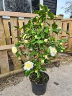Camelia Brushfield yellow ca 100 cm, Tuin en Terras, Planten | Struiken en Hagen, Ophalen of Verzenden, Overige soorten, Struik